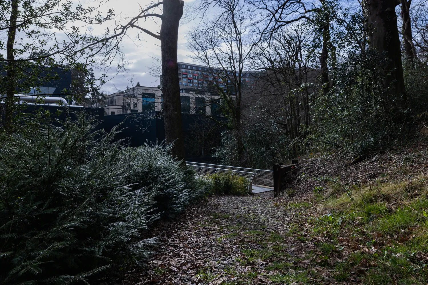 A serene pathway surrounded by dense foliage and leafless trees leads through a natural setting, with modern urban buildings visible in the background under a partly cloudy sky. A small wooden bench sits along the path, inviting reflection amidst the tranquil environment.