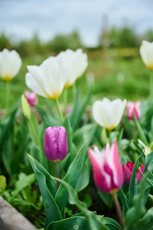 Bright tulips in varying shades of white, pink, and purple surrounded by lush green foliage in a vibrant garden setting. The focus highlights the delicate petals and natural beauty of spring blooms.