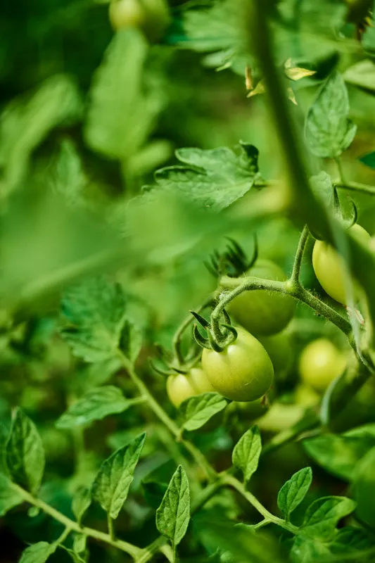 Green foliage with developing tomatoes on vines showcasing early ripening stages. Vibrant natural lighting highlights the plant's healthy growth and fresh produce.