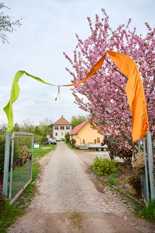 Brightly colored flags adorn a cobblestone pathway leading to a charming rural setting with blooming cherry blossom trees and quaint buildings. The scene features a welcoming entrance with decorative elements and a tranquil countryside atmosphere.