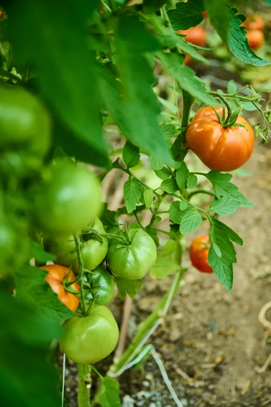 Tomato plants with ripe and green tomatoes growing in the garden