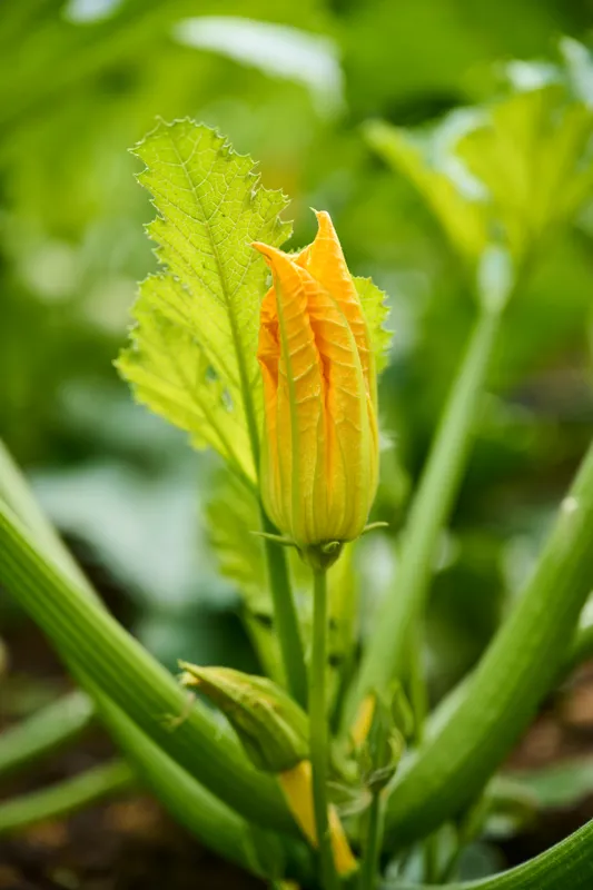 Close-up of a vibrant orange blossom emerging from lush green foliage, highlighting delicate petals and natural growth.