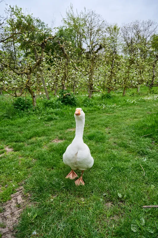 A white goose stands on a grassy path surrounded by blooming orchard trees with green foliage and white blossoms. The scene captures a serene outdoor setting in a lush, natural environment.