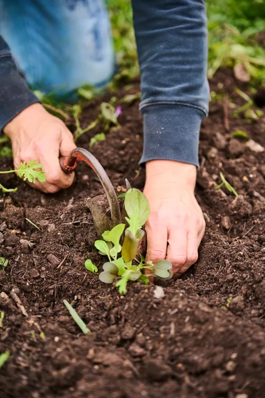 Hands using a garden tool to plant young green seedlings in rich, prepared soil outdoors. The scene depicts early gardening activity with natural light.