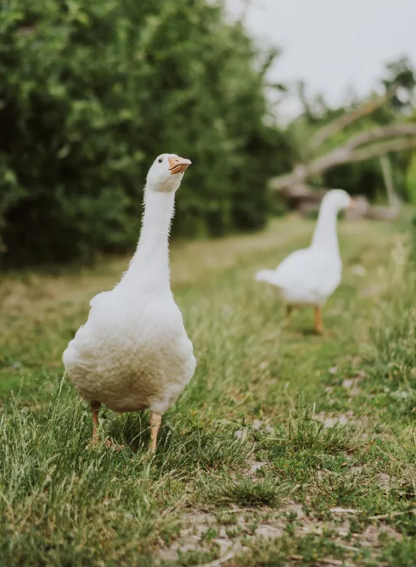 Two white geese are standing on grassy and slightly uneven terrain with blurred greenery in the background. The foreground goose is prominently positioned, while the second goose is slightly out of focus in the background.