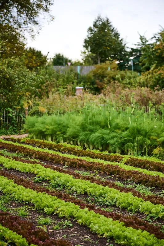 Well-maintained garden beds arranged in neat rows with lush green and reddish foliage, leading to a pathway flanked by dense, leafy trees in the background. The scene captures a serene outdoor setting with organized plant cultivation.